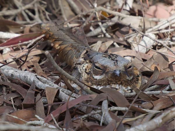 <h3><a href="/trips/marokko/biota/animalia/chordata/aves/032 caprimulgiformes/004 caprimulgidae/caprimulgus ruficollis/caprimulgus ruficollis-nl.html">Caprimulgus&nbsp;ruficollis</a> / Red‑necked&nbsp;nightjar / Moorse&nbsp;nachtzwaluw</h3>OM-1 Mark II met OLYMPUS M.150-400mm F4.5 TC, 1/2000 sec  bij F5.6, ISO 4000, afstand 9.5&nbsp;m